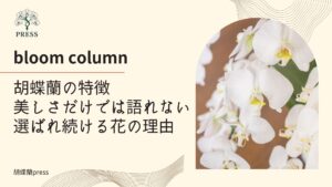 胡蝶蘭の特徴。美しさだけでは語れない選ばれ続ける花の理由。胡蝶蘭のアップ写真