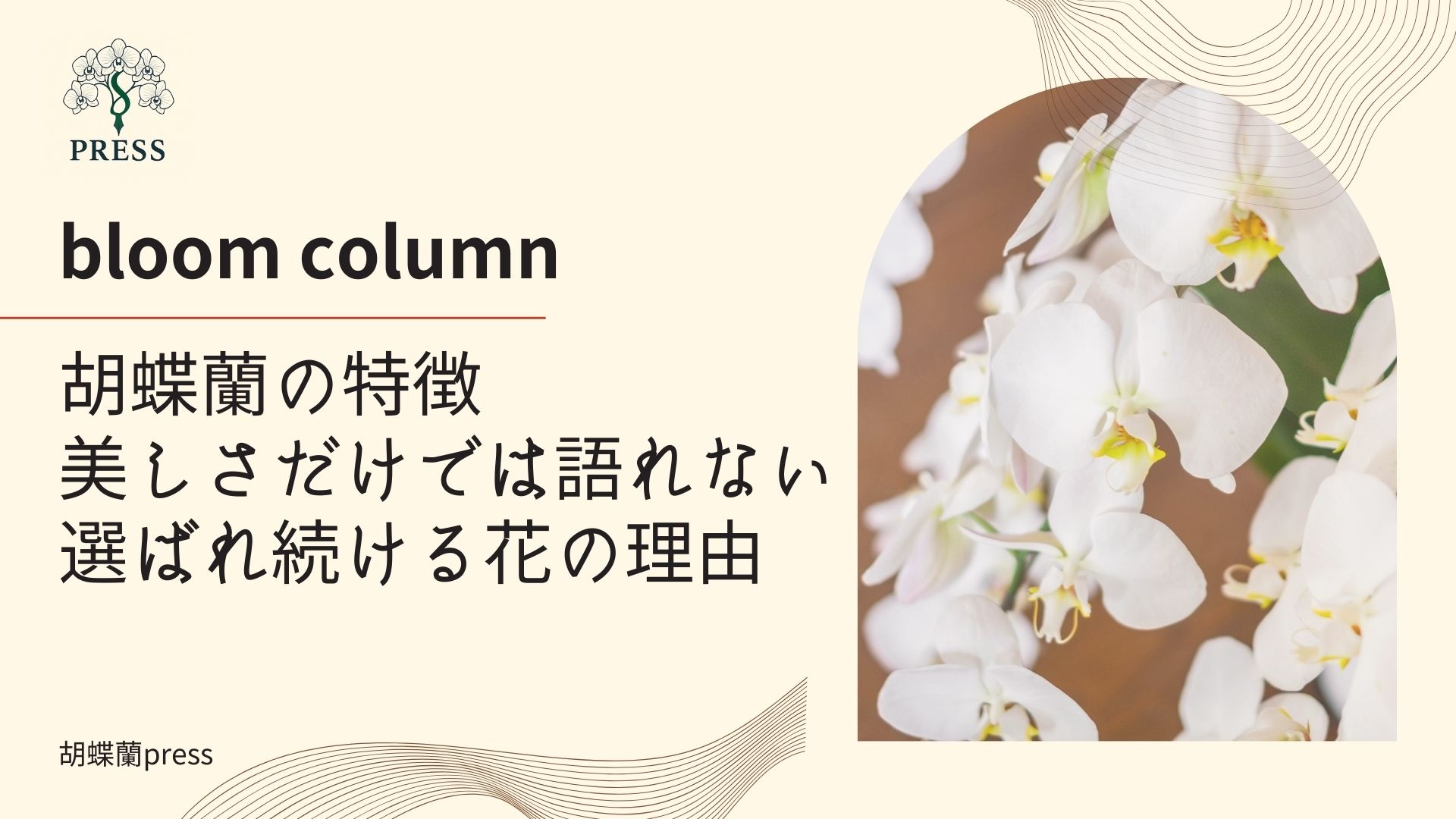 胡蝶蘭の特徴。美しさだけでは語れない選ばれ続ける花の理由。胡蝶蘭のアップ写真