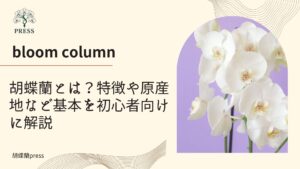 胡蝶蘭とは？特徴や原産地など基本を初心者向けに解説に関するコラム 紫の背景に白の胡蝶蘭が映った画像