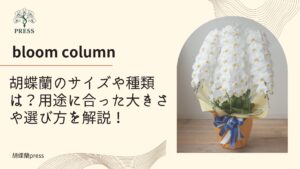 胡蝶蘭のサイズや種類は？用途に合った大きさや選び方を徹底解説！に関するコラム 白の大輪胡蝶蘭の画像