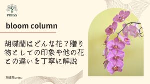 胡蝶蘭はどんな花？贈り物としての印象や他の花との違いを丁寧に解説に関するコラム、ピンクの胡蝶蘭の画像