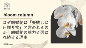 なぜ胡蝶蘭は「失敗しない贈り物」と言われるのか｜胡蝶蘭の魅力と選ばれ続ける理由に関するコラム 白の胡蝶蘭のアップ画像