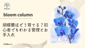 胡蝶蘭はどう育てる？初心者でもわかる管理とお手入れに関するコラム 青い胡蝶蘭の画像