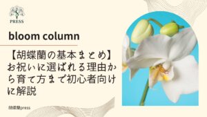 【胡蝶蘭の基本まとめ】お祝いに選ばれる理由から育て方まで初心者向けに解説に関するコラム