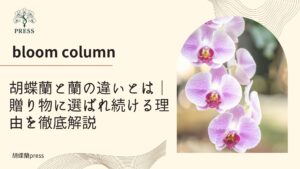 胡蝶蘭と蘭の違いとは｜贈り物に選ばれ続ける理由を徹底解説に関するコラム