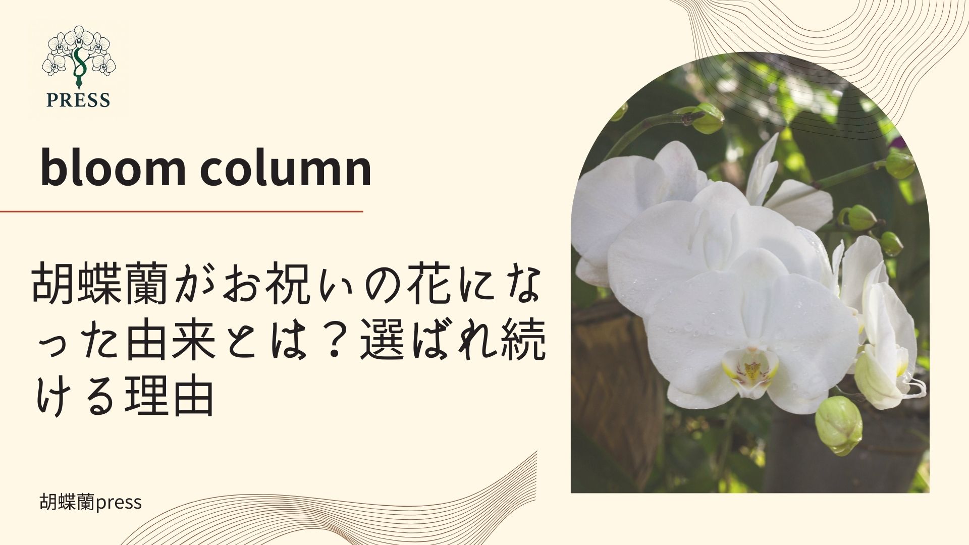 胡蝶蘭がお祝いの花になった由来とは？選ばれ続ける理由に関するコラムの画像