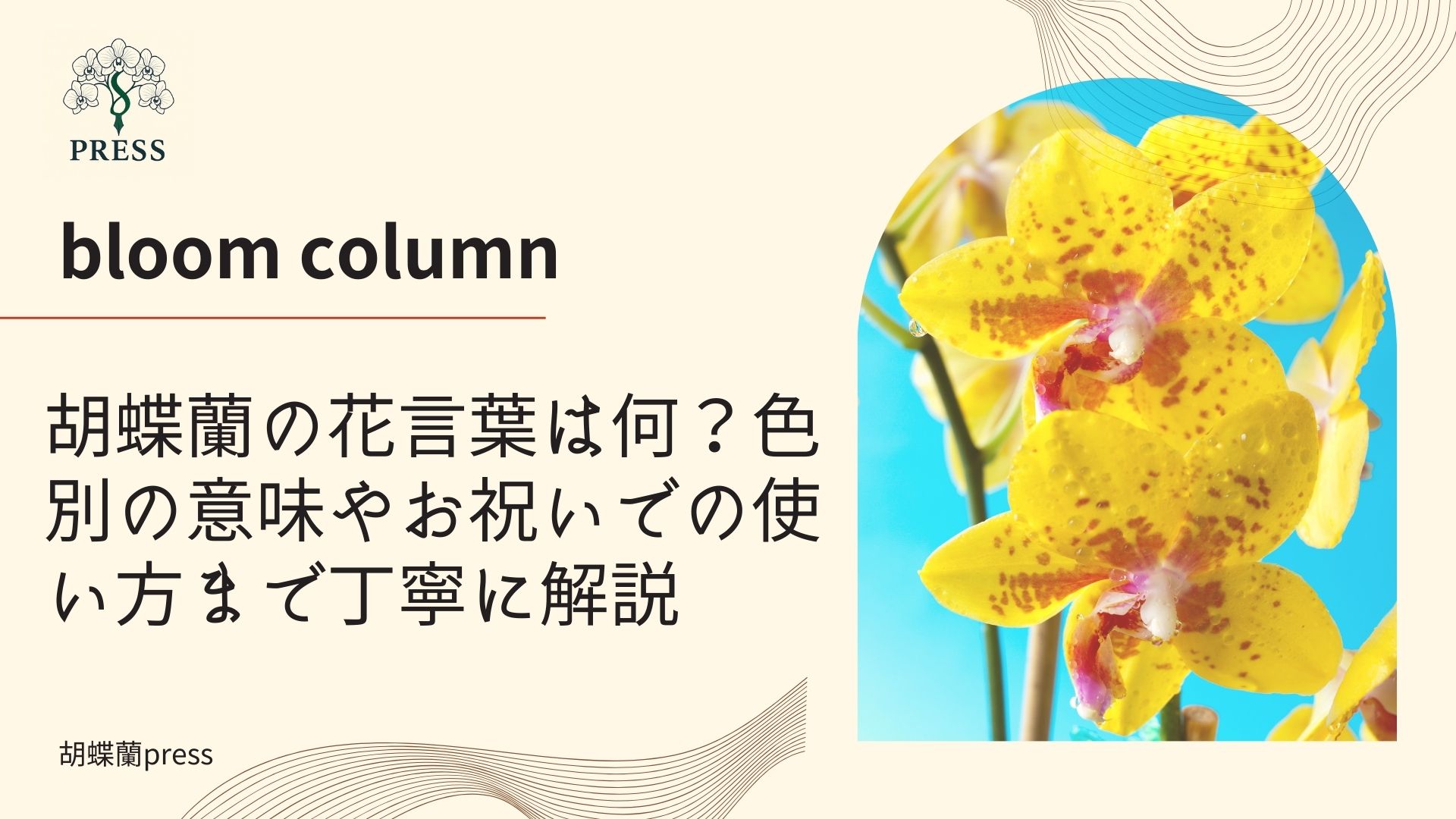 胡蝶蘭の花言葉は何？色別の意味やお祝いでの使い方まで丁寧に解説に関するコラム画像