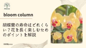 胡蝶蘭の寿命はどれくらい？花を長く楽しむためのポイントを解説に関するコラム画像
