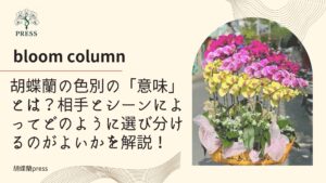 胡蝶蘭の色別の「意味」とは？相手とシーンによってどのように選び分けるのがよいかを解説！に関するコラム画像