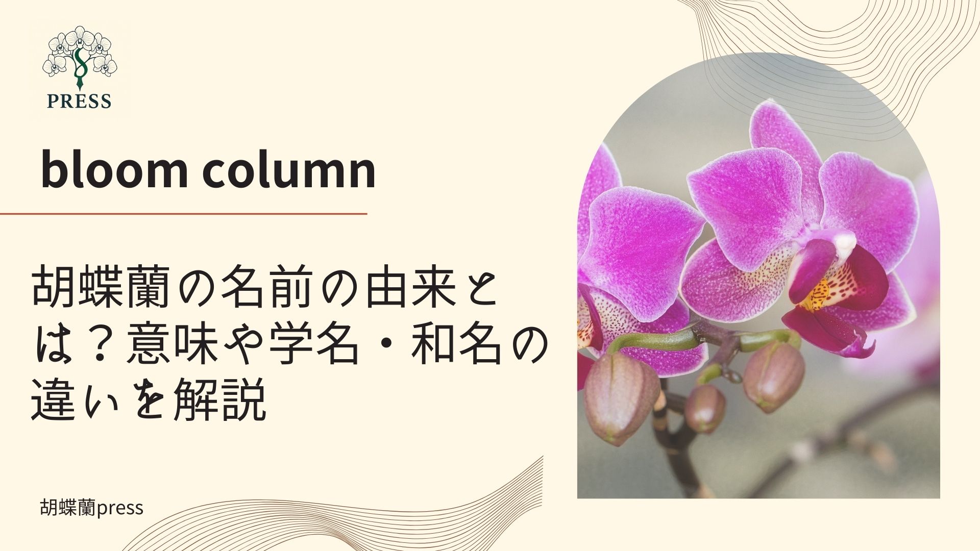 胡蝶蘭の名前の由来とは？意味や学名・和名の違いを解説 胡蝶蘭の名前の由来とは？意味や学名・和名の違いを解説に関するコラム画像