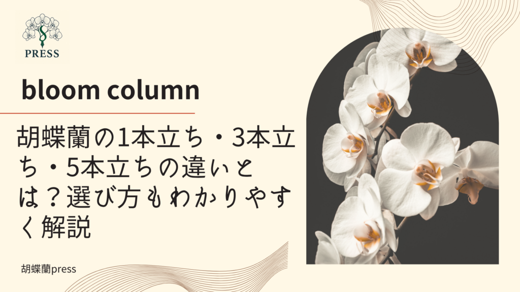 胡蝶蘭の1本立ち・3本立ち・5本立ちの違いとは?選び方もわかりやすく解説に関するコラム記事画像