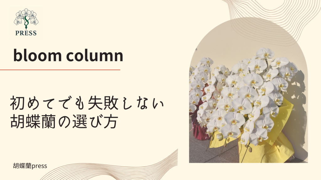 初めてでも失敗しない胡蝶蘭の選び方に関するコラム記事画像