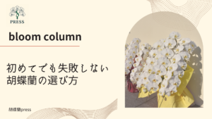 初めてでも失敗しない胡蝶蘭の選び方に関するコラム記事画像