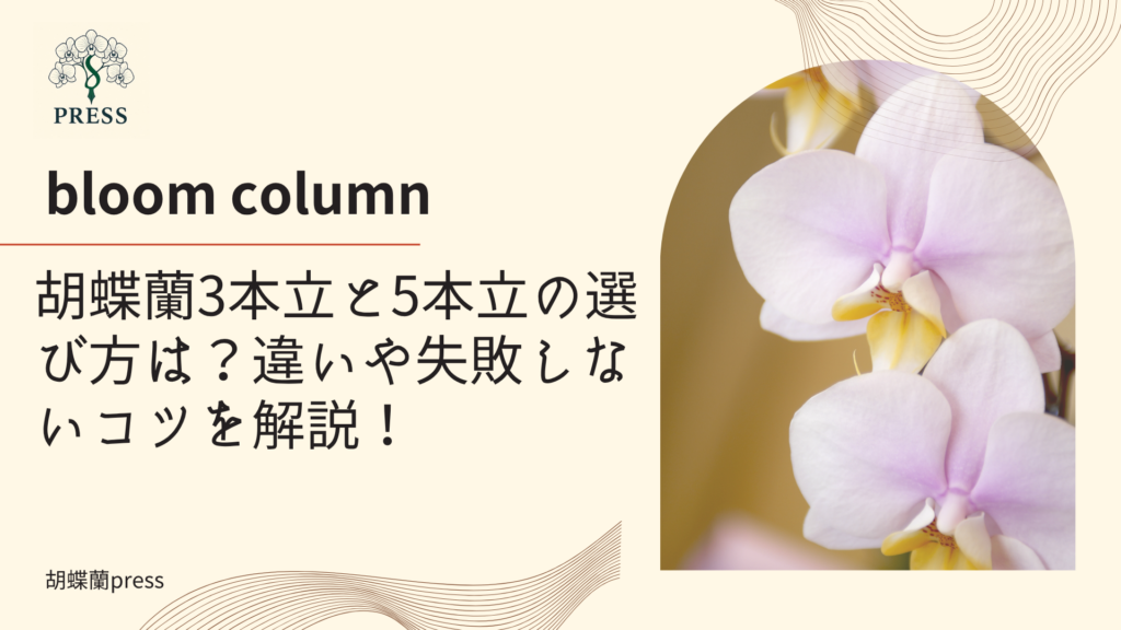 胡蝶蘭3本立と5本立の選び方は？違いや失敗しないコツを解説！に関するコラム記事画像