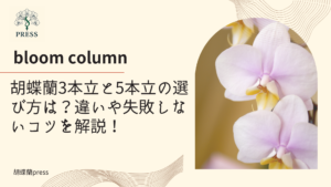 胡蝶蘭3本立と5本立の選び方は？違いや失敗しないコツを解説！に関するコラム記事画像