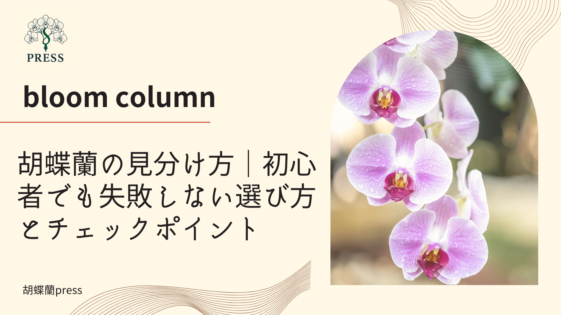 胡蝶蘭の見分け方｜初心者でも失敗しない選び方とチェックポイントに関するコラム記事画像