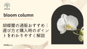 胡蝶蘭の通販おすすめ｜選び方と購入時のポイントをわかりやすく解説に関するコラム記事画像