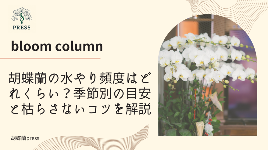 胡蝶蘭の水やり頻度はどれくらい?季節別の目安と枯らさないコツを解説に関するコラム記事画像