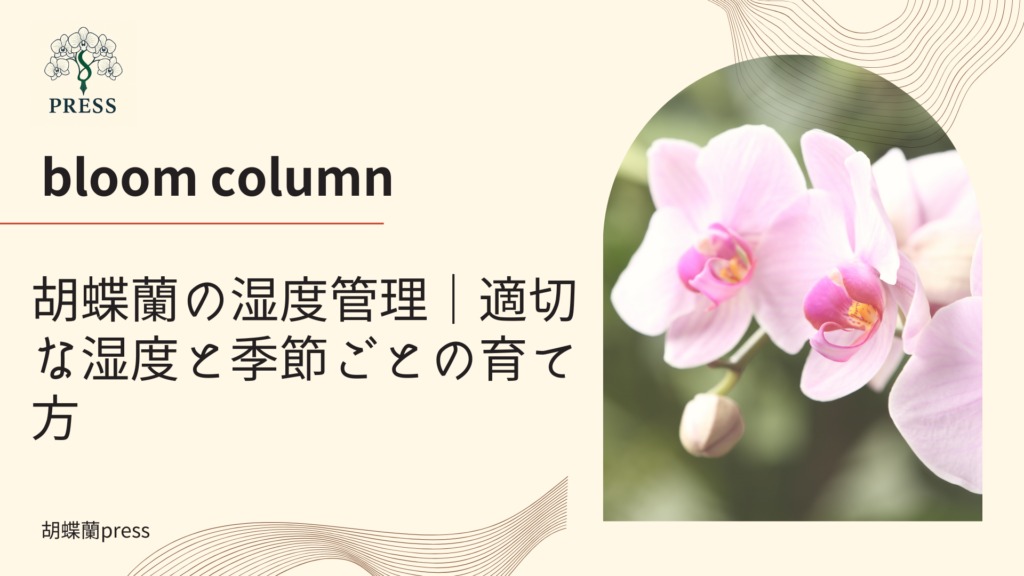 胡蝶蘭の湿度管理｜適切な湿度と季節ごとの育て方に関するコラム記事画像