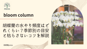 胡蝶蘭の水やり頻度はどれくらい？季節別の目安と枯らさないコツを解説に関するコラム記事画像