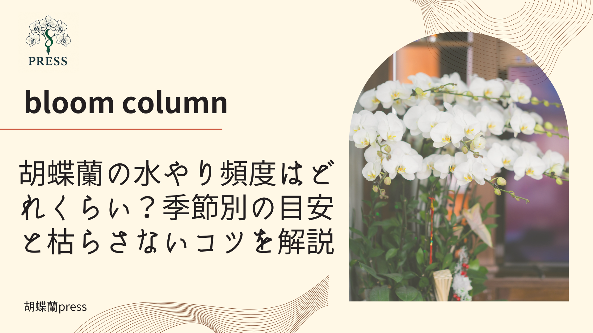 胡蝶蘭の水やり頻度はどれくらい？季節別の目安と枯らさないコツを解説に関するコラム記事画像