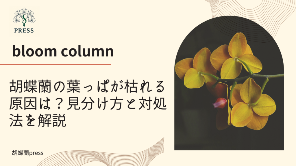 胡蝶蘭の葉っぱが枯れる原因は？見分け方と対処法を解説に関するコラム記事画像