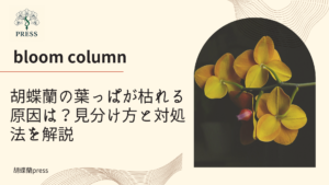 胡蝶蘭の葉っぱが枯れる原因は？見分け方と対処法を解説に関するコラム記事画像
