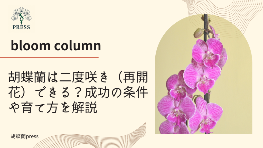 胡蝶蘭は二度咲き（再開花）できる？成功の条件や育て方を解説に関するコラム記事画像