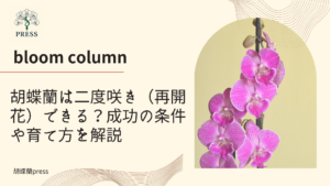 胡蝶蘭は二度咲き（再開花）できる？成功の条件や育て方を解説に関するコラム記事画像