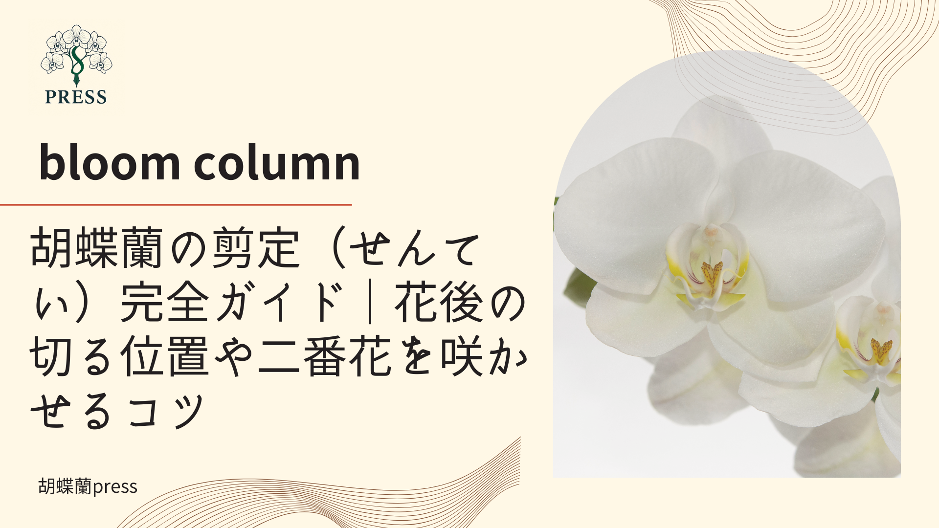 胡蝶蘭の剪定(せんてい)完全ガイド|花後の切る位置や二番花を咲かせるコツに関するコラム記事画像