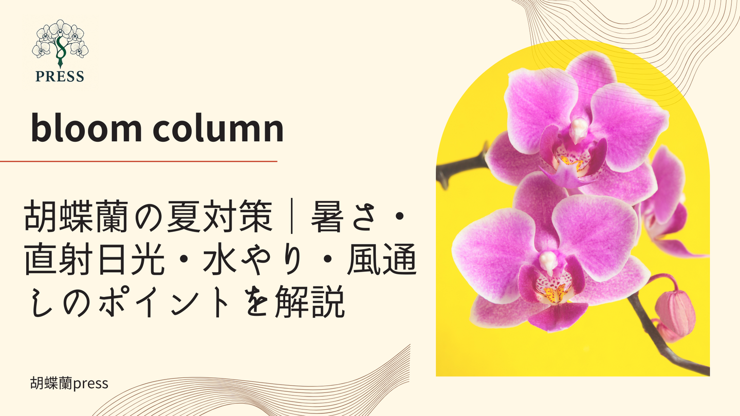 胡蝶蘭の夏対策|暑さ・直射日光・水やり・風通しのポイントを解説に関するコラム記事画像