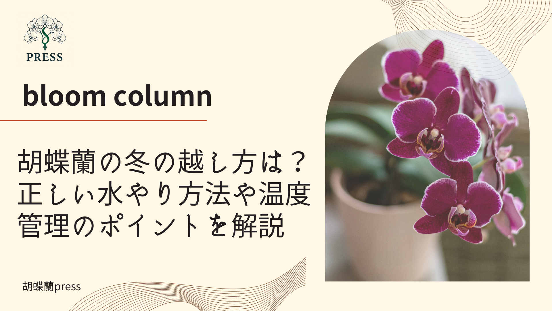 胡蝶蘭の冬の越し方は？正しい水やり方法や温度管理のポイントを解説に関するコラム記事画像