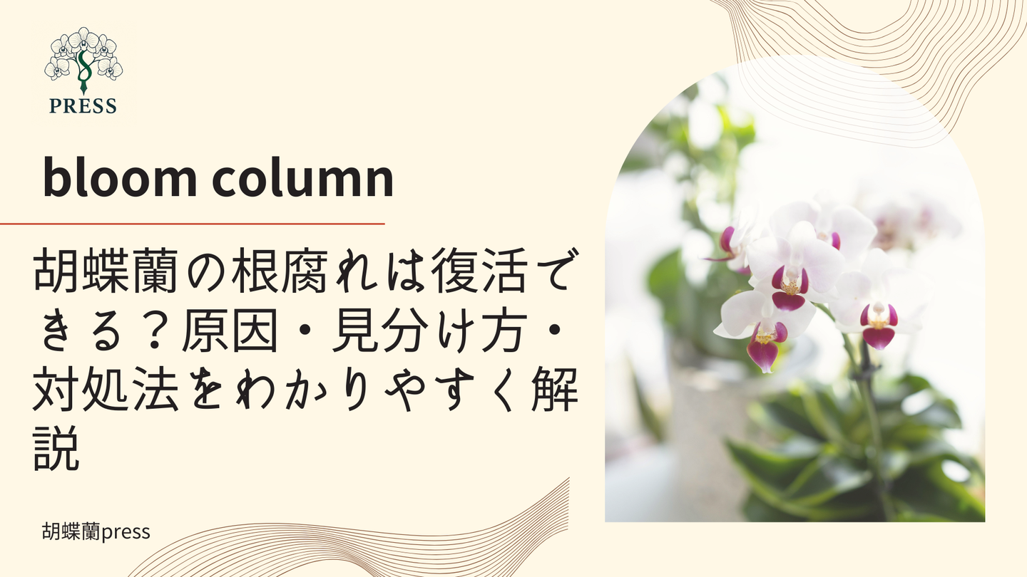 胡蝶蘭の根腐れは復活できる?原因・見分け方・対処法をわかりやすく解説に関するコラム記事画像