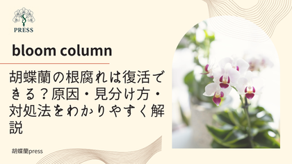 胡蝶蘭の根腐れは復活できる?原因・見分け方・対処法をわかりやすく解説に関するコラム記事画像