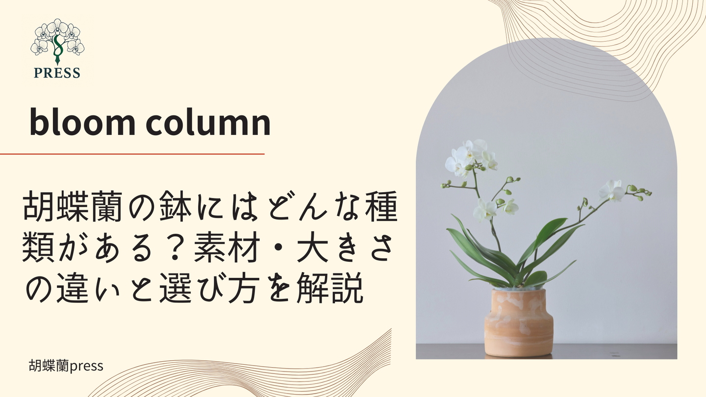 胡蝶蘭の鉢にはどんな種類がある?素材・大きさの違いと選び方を解説に関するコラム記事画像